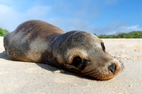 Sea Lion pup - Galápagos