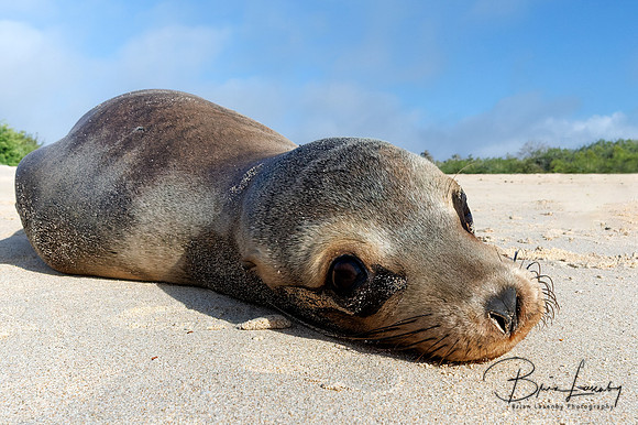 Young Galápagos Sea Lion resting on a beach