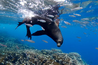 Galapagos Sea Lion swimming offshore