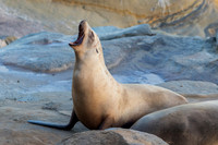 Male California Sea Lion calling - San Diego, California