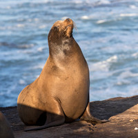 A male California Sea Lion basking in the sun - San Diego, Calif