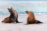 Galápagos Sea Lions trying to exert their dominance