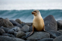 Galapagos Sea Lion perched on a rocky coastline