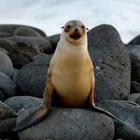 Sea Lions - Galápagos