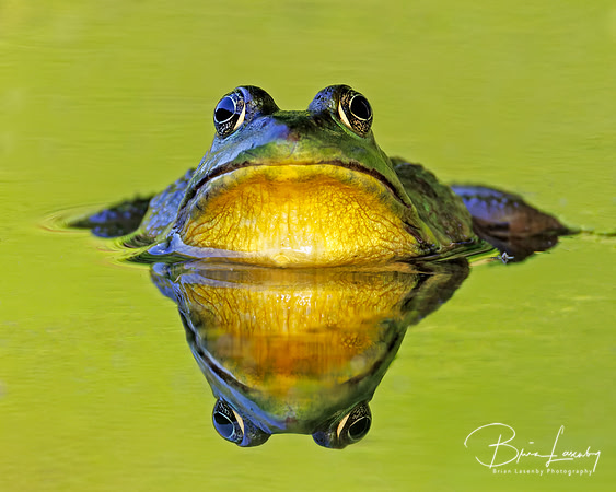Male Green Frog