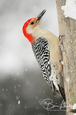 Red-bellied Woodpecker