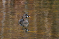 Pied-billed Grebe - Grand Bend, ON