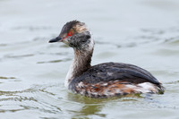 Horned Grebe - Huron County, ON