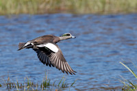 Male American Wigeon - Hullett Marsh, ON