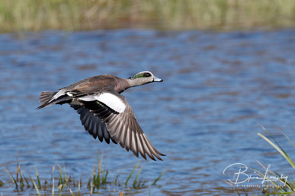 Male American Wigeon - Hullett Marsh, ON