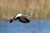 Male American Wigeon - Hullett Marsh, ON