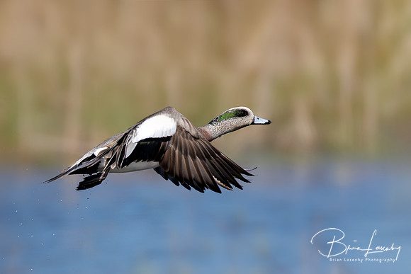 Male American Wigeon - Hullett Marsh, ON