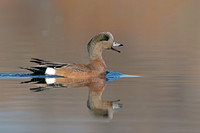 Male American Wigeon - Hullett Marsh, ON