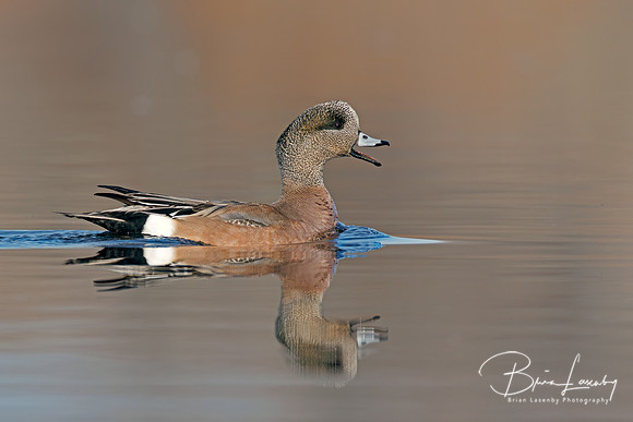 Male American Wigeon - Hullett Marsh, ON