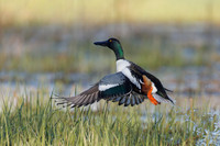 Northern Shoveler - Hullett Marsh, ON