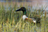 Northern Shoveler - Hullett Marsh, ON