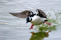 Male Bufflehead - Grand Bend, ON