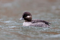 Female Bufflehead - Grand Bend, ON