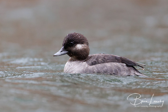 Female Bufflehead - Grand Bend, ON