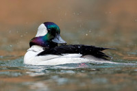 Male Bufflehead - Grand Bend, ON