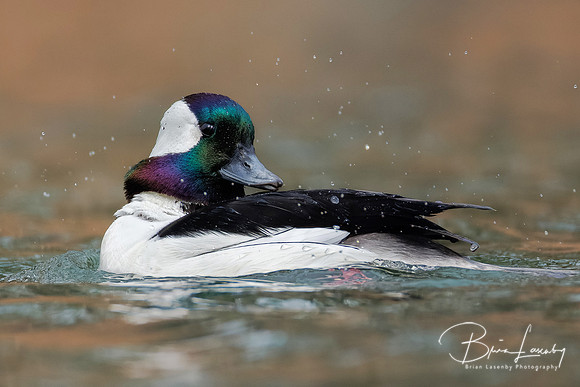 Male Bufflehead - Grand Bend, ON