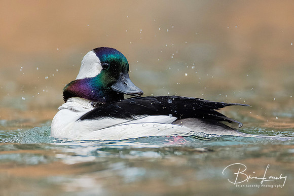 Male Bufflehead - Grand Bend, ON