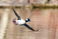 Male Bufflehead - Grand Bend, ON