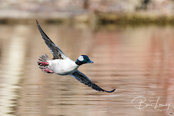 Male Bufflehead - Grand Bend, ON