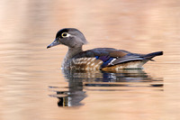 Female Wood Duck - Grand Bend, ON
