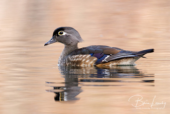 Female Wood Duck - Grand Bend, ON