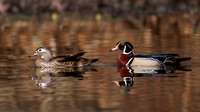 Wood Ducks - Grand Bend, ON