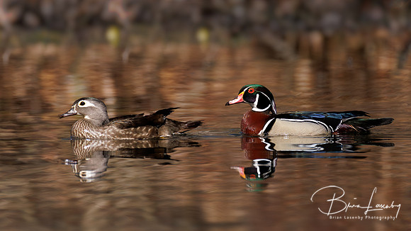 Wood Ducks - Grand Bend, ON