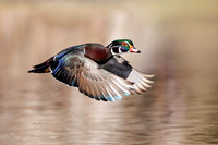 Male Wood Duck - Grand Bend, ON