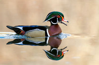 Male Wood Duck - Grand Bend, ON