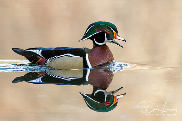 Male Wood Duck - Grand Bend, ON