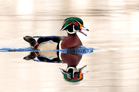 Male Wood Duck - Grand Bend, ON