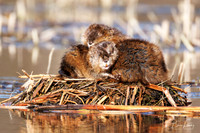 Muskrats - Hullett Marsh, ON