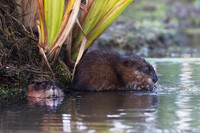 Muskrats - Hullett Marsh, ON