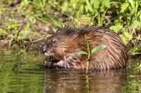 Muskrat - Pinery Provincial Park, ON