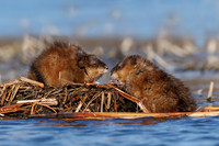 Muskrats - Hullett Marsh, ON
