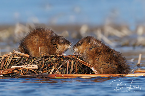 Muskrats - Hullett Marsh, ON
