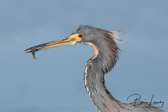 Tricolored Heron (Egretta tricolor)