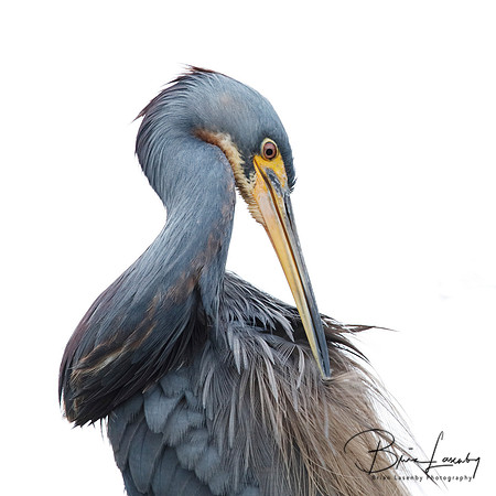 Tricolored Heron preening its feathers - Jekyll Island, GA