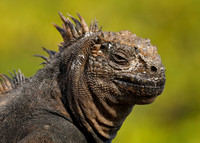 Closeup of a Marine Iguana