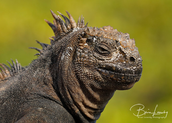 Closeup of a Marine Iguana