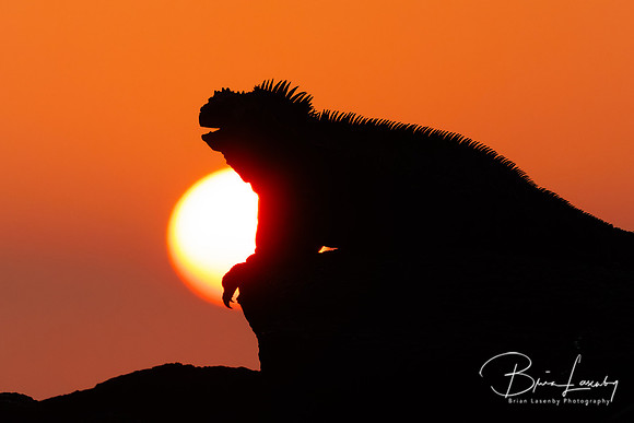 Marine Iguana at sunset