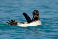Galapagos Penguin