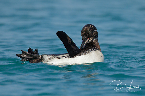 Galapagos Penguin
