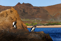 Galapagos Penguins
