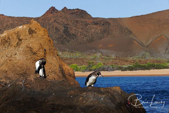 Galapagos Penguins